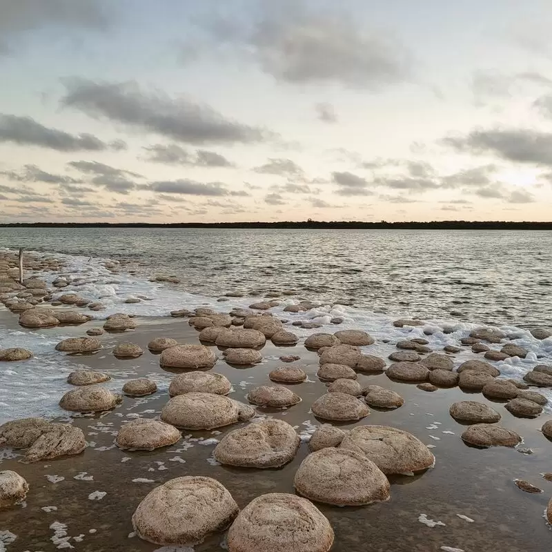 Lake Clifton Thrombolites