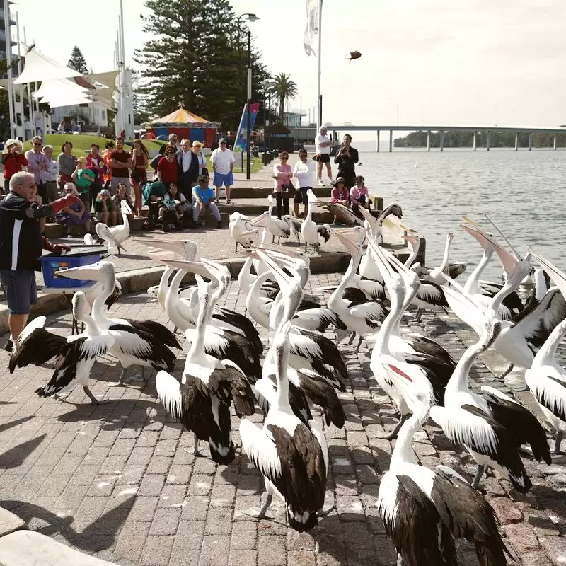 Pelican Feeding