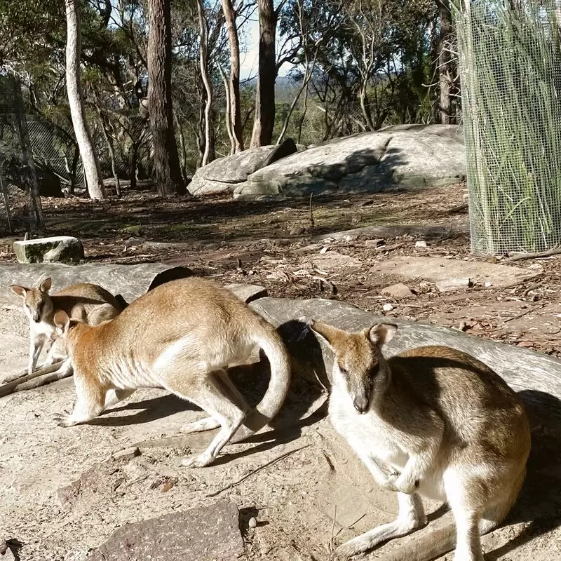 Walkabout Wildlife Sanctuary