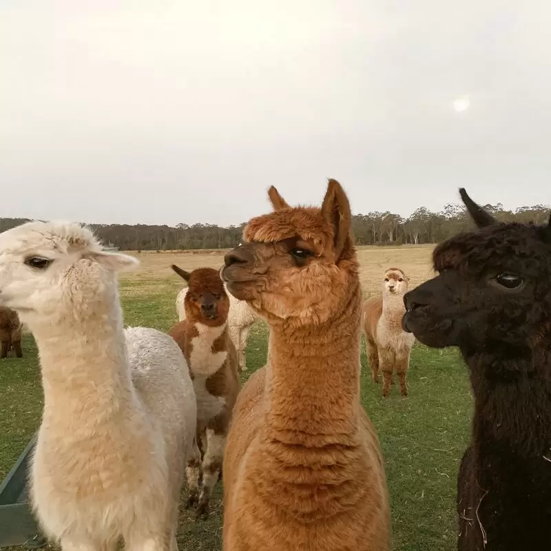 Iris Lodge Alpacas