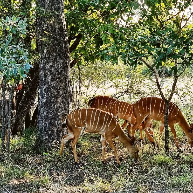 Hans Merensky Nature Reserve