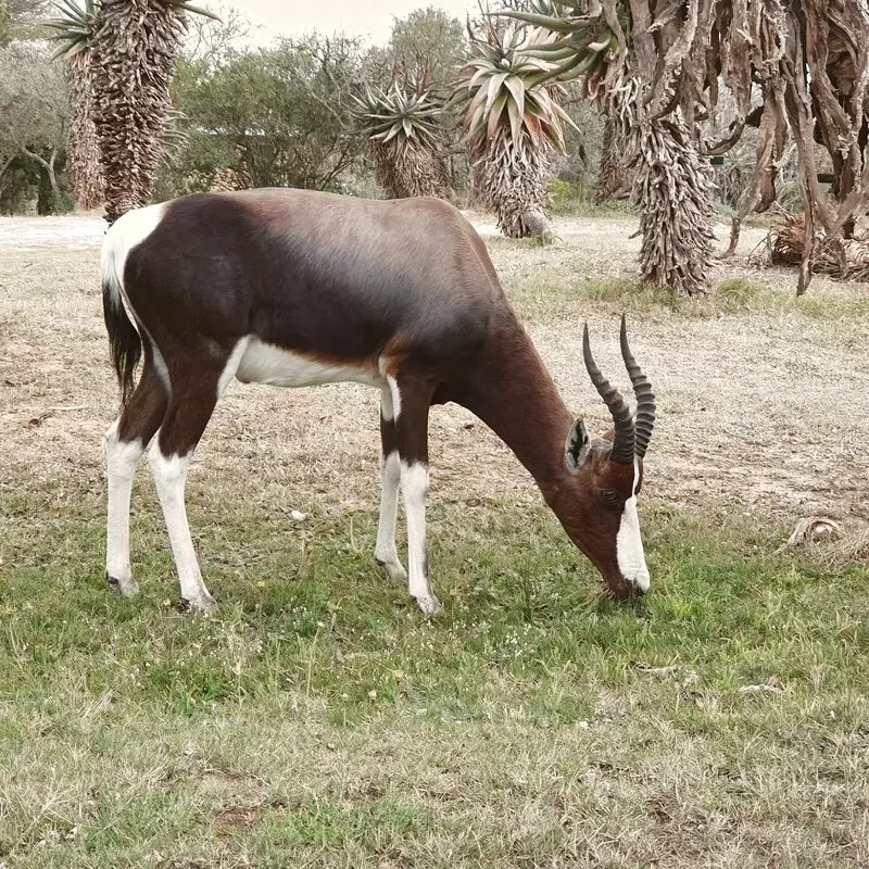 Bontebok National Park