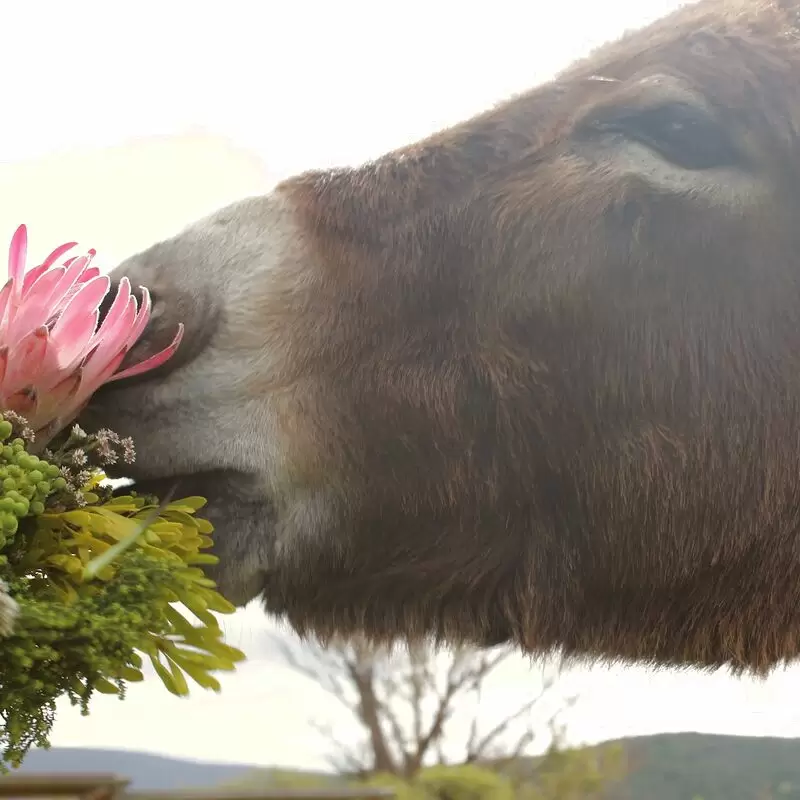 Eseltjiesrus Donkey Sanctuary