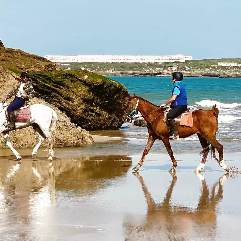 Cheval Essaouira