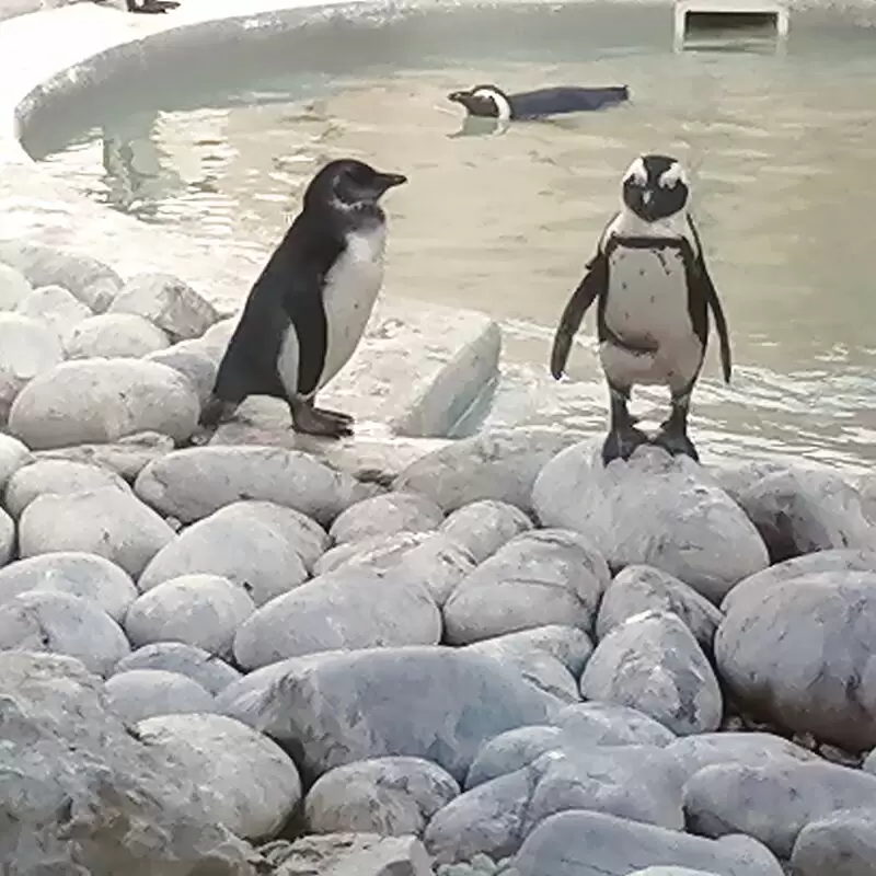 African Penguin and Seabird Sanctuary Gansbaai