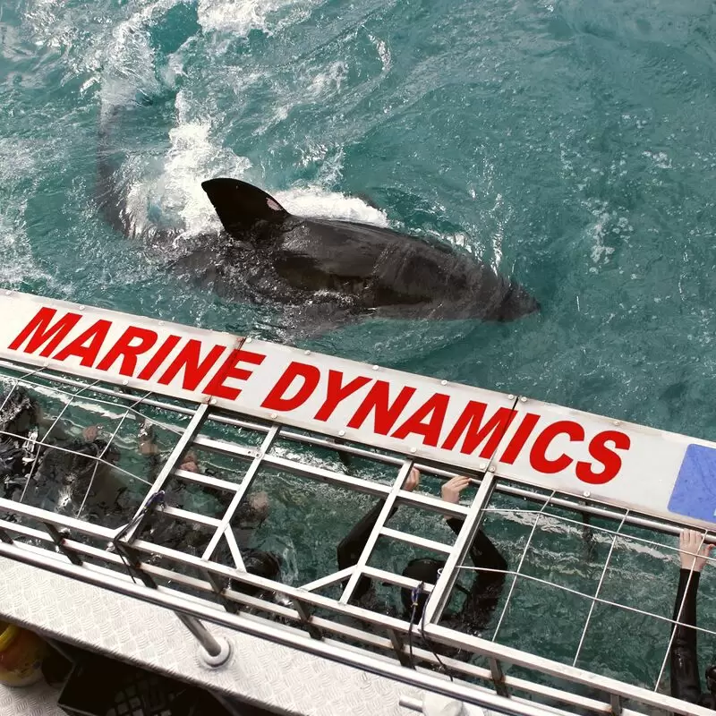 Shark Cage Diving Marine Dynamics