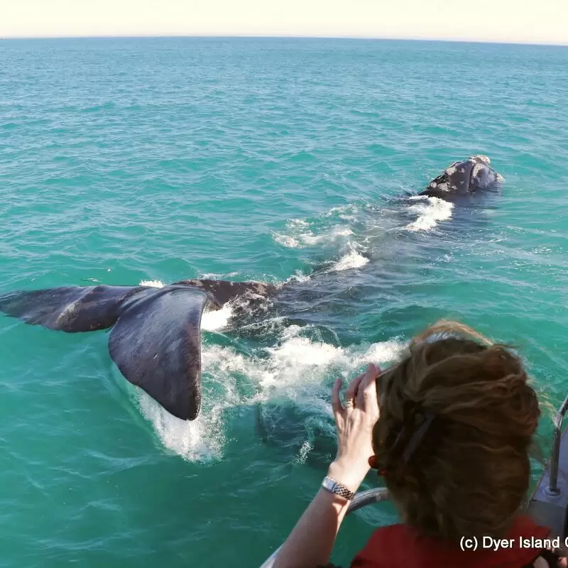 Whale Watching Dyer Island Cruises