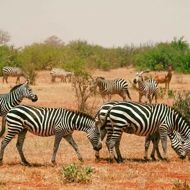 Kenya watamu safaris with Hassan