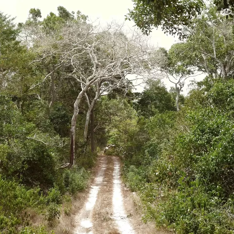 Arabuko Sokoke National Reserve