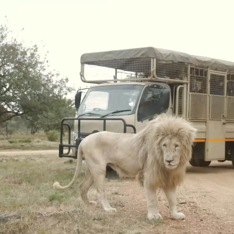 Lion & Safari Park