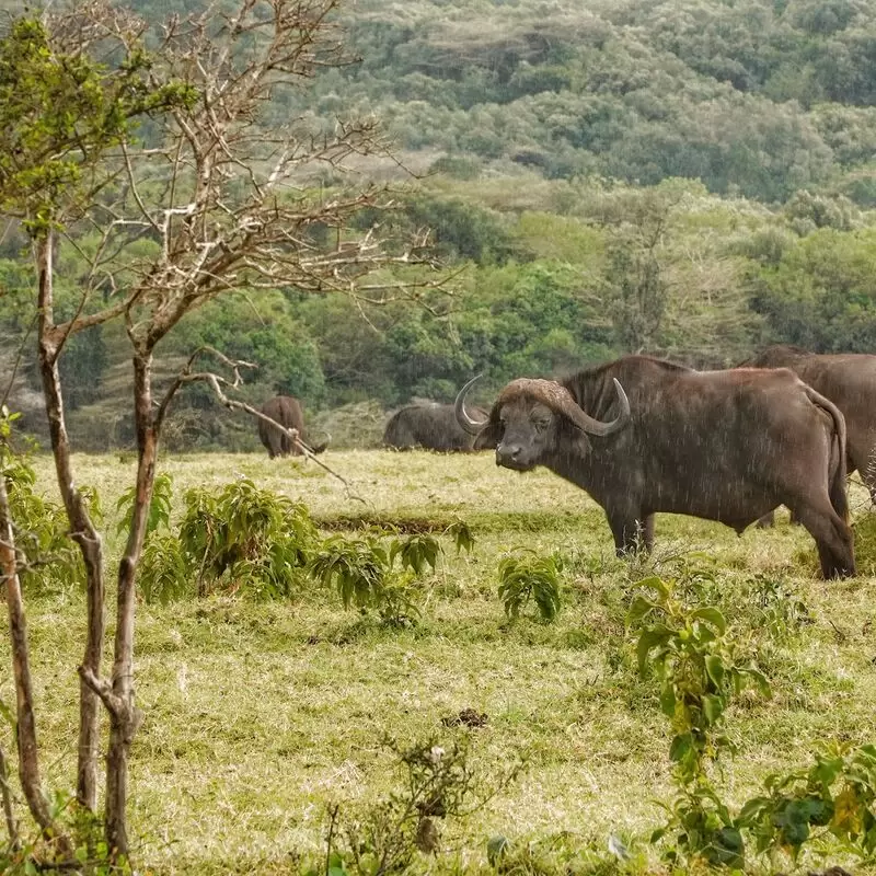 Arusha National Park