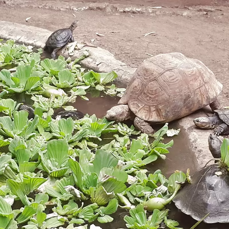 Meserani Snake Park