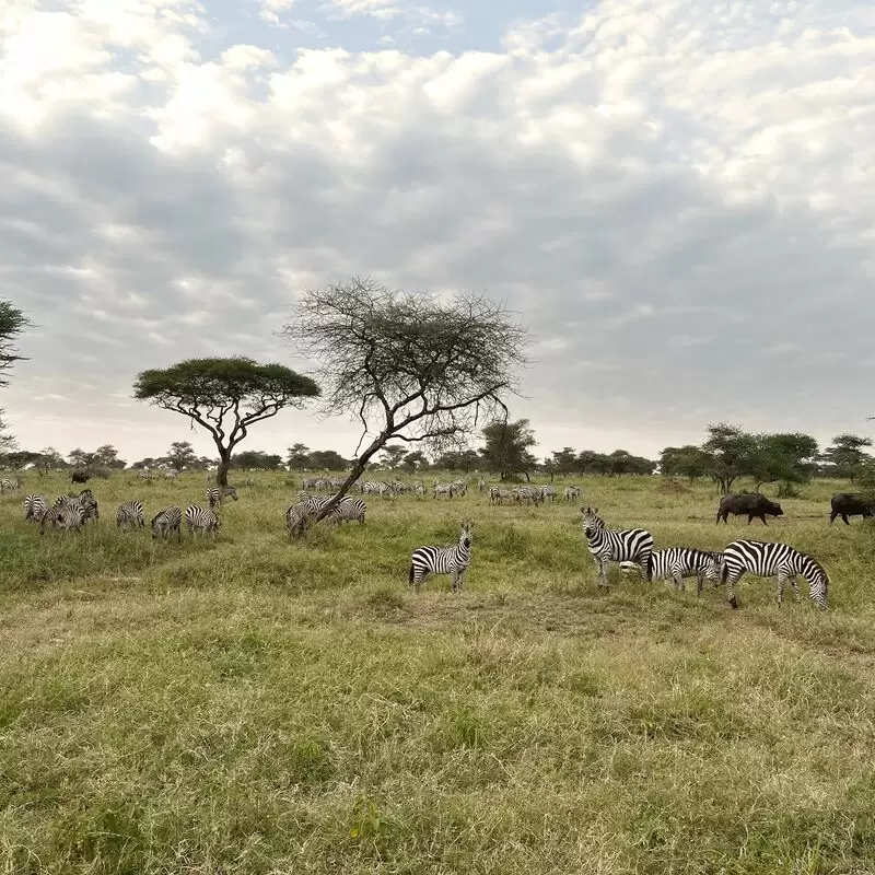 Suricata Safaris