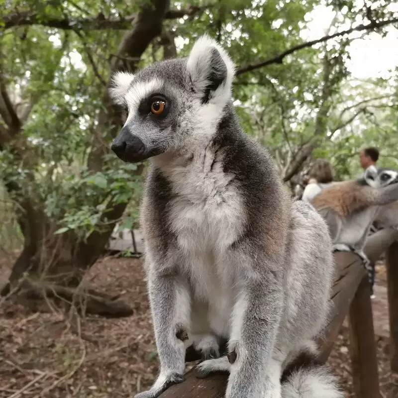 Monkey Sanctuary Hartbeespoort in South Africa