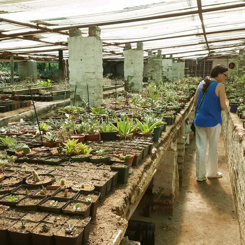 Obesa Nursery