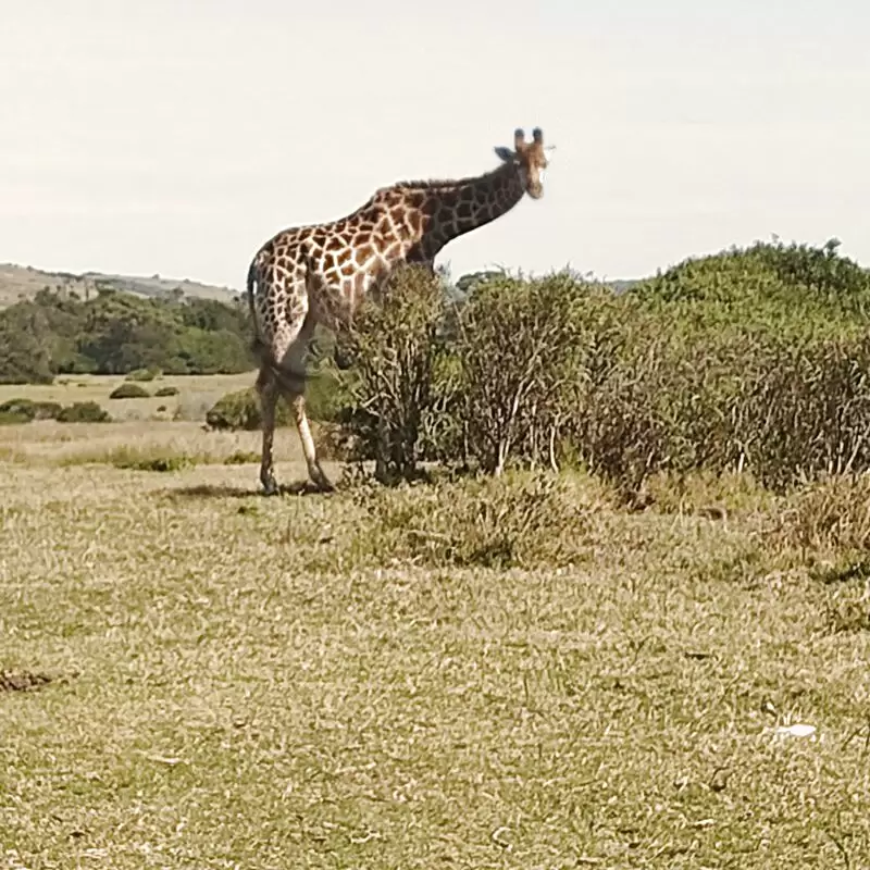 Kragga Kamma Game Park