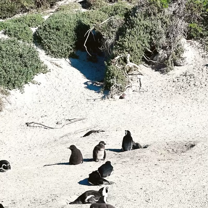 Foxy Beach Penguin watching