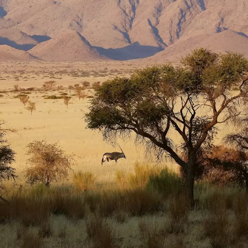 Wild Wind Safaris