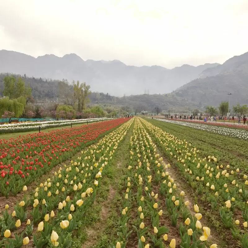 Indira Gandhi Memorial Tulip Garden