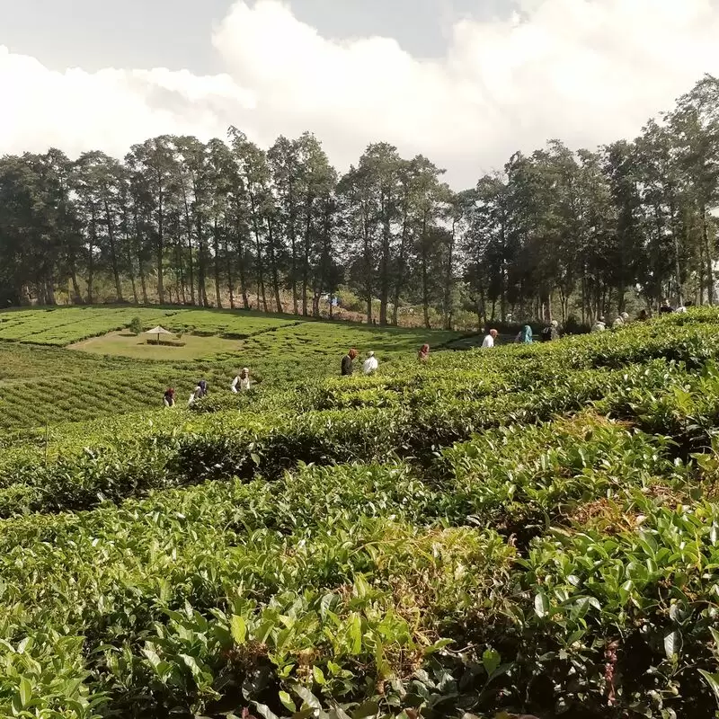 Upper Shillong Forest