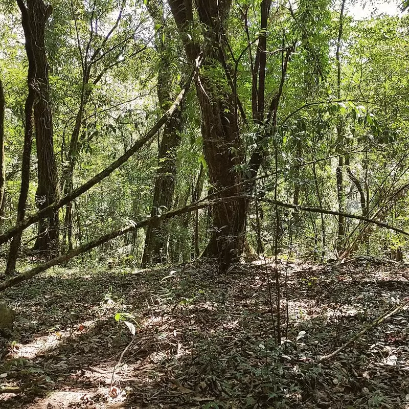 Mawphlang Sacred Grove