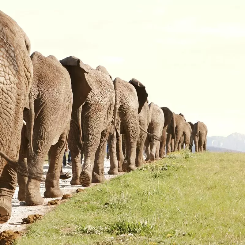 Knysna Elephant Park