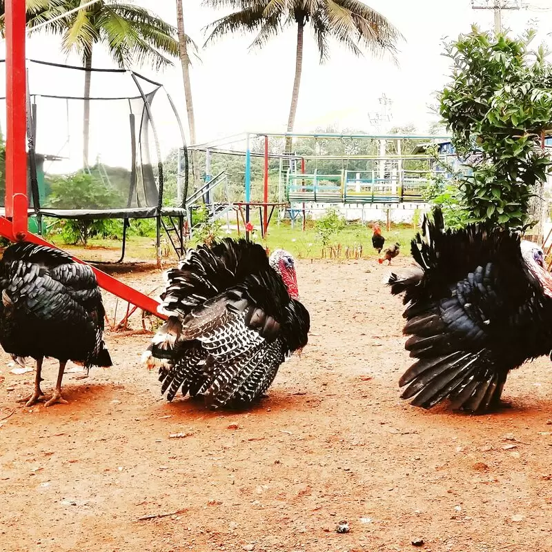 Yelagiri Birds Park