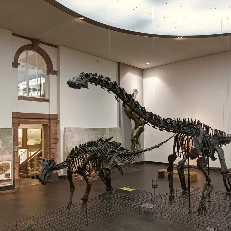 Senckenberg Naturmuseum