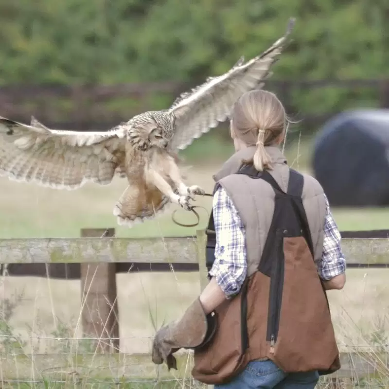 Shropshire Falconry Ltd