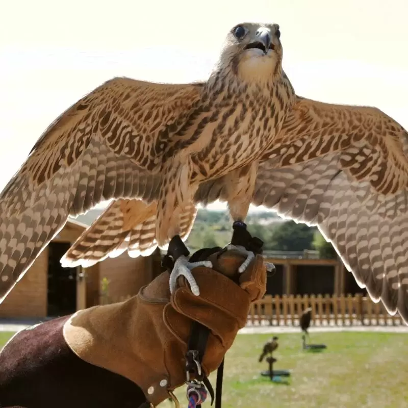 Battlefield Bird of Prey Centre formerly Battlefield Falconry Centre