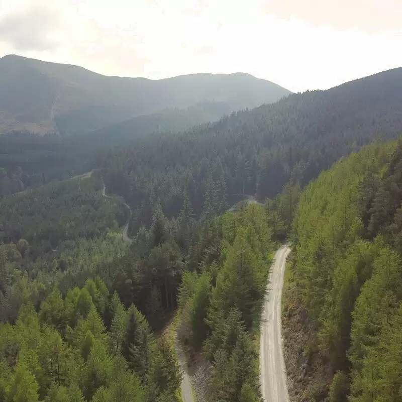 Whinlatter Forest