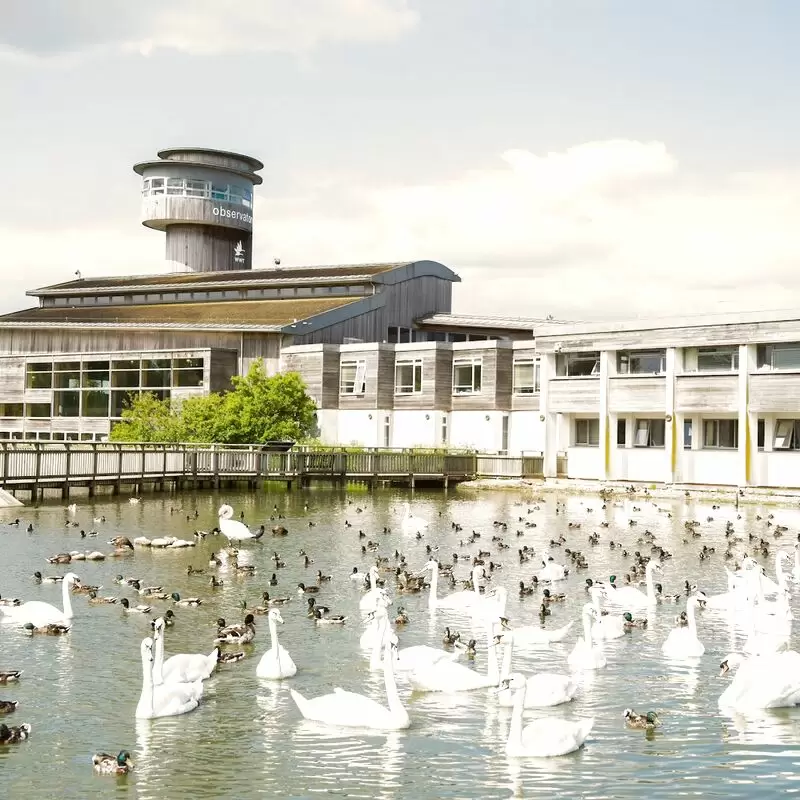 WWT Slimbridge