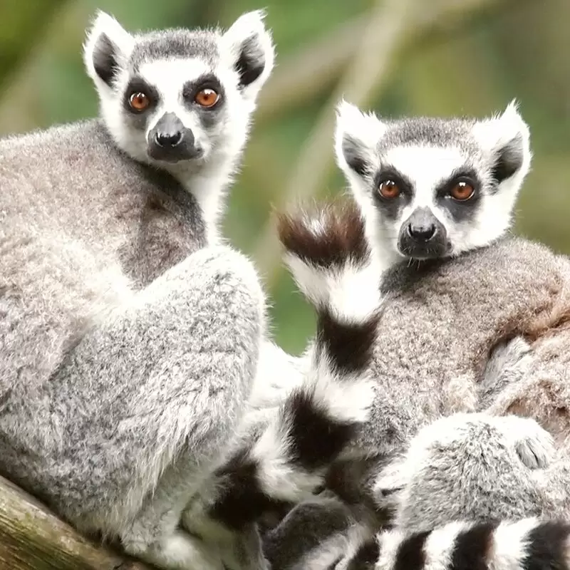 Colchester Zoo