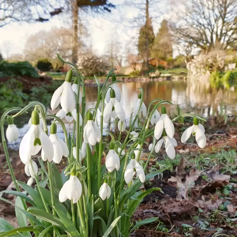 Beth Chatto's Plants & Gardens