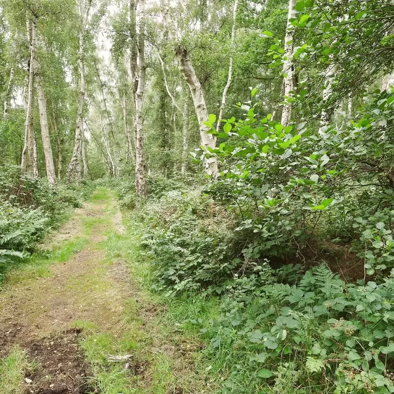 Holme Fen National Nature Reserve