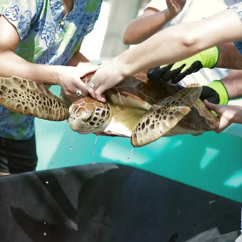 Loggerhead Marinelife Center