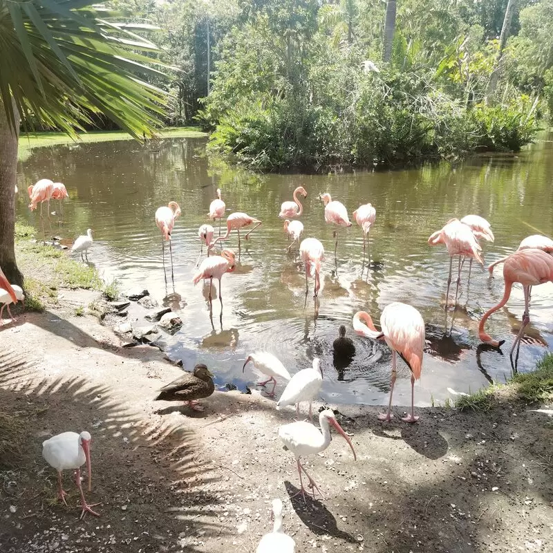 Sarasota Jungle Gardens