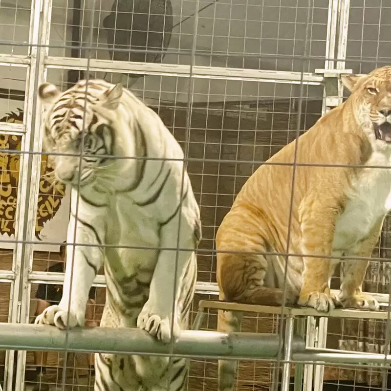 Big Cat Habitat Gulf Coast Sanctuary