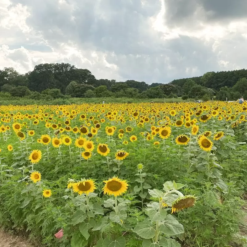 Sunflower Field