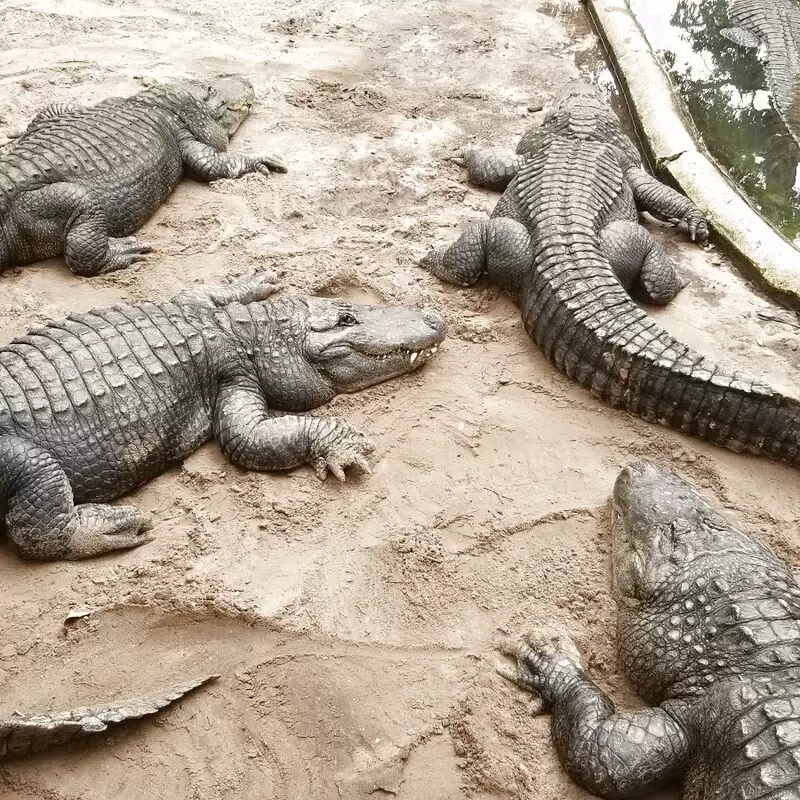 St. Augustine Alligator Farm Zoological Park