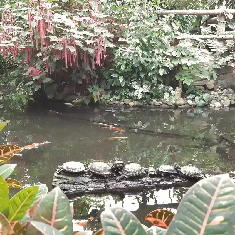 Victoria Butterfly Gardens