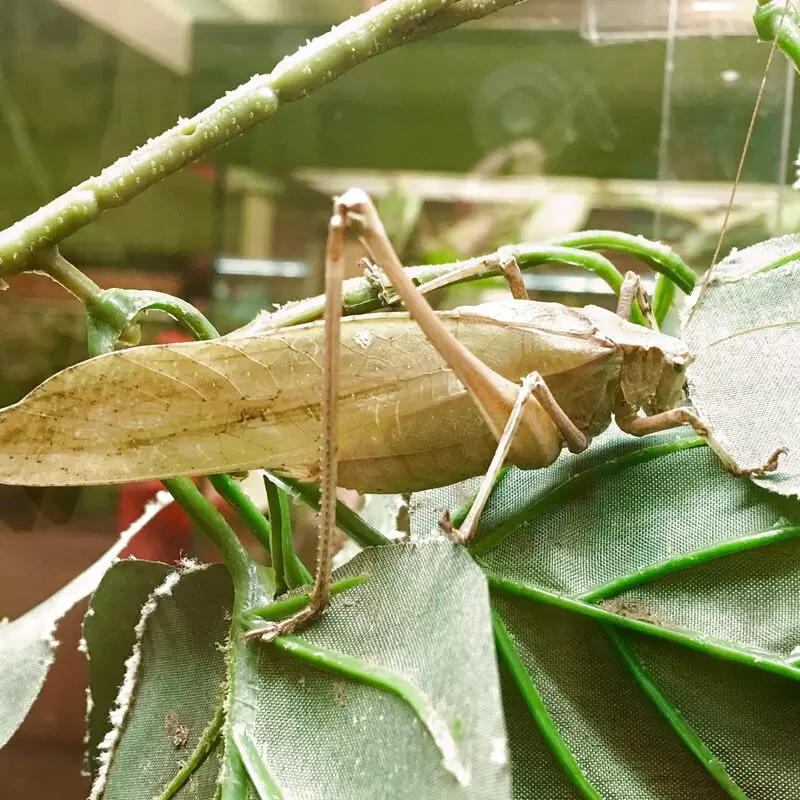 Victoria Bug Zoo