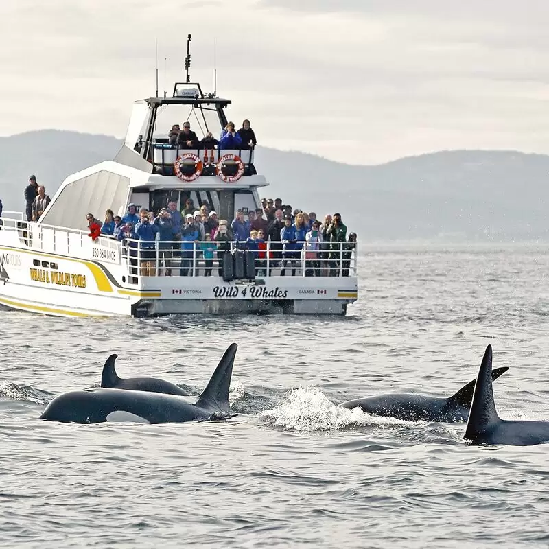 Eagle Wing Whale & Wildlife Tours