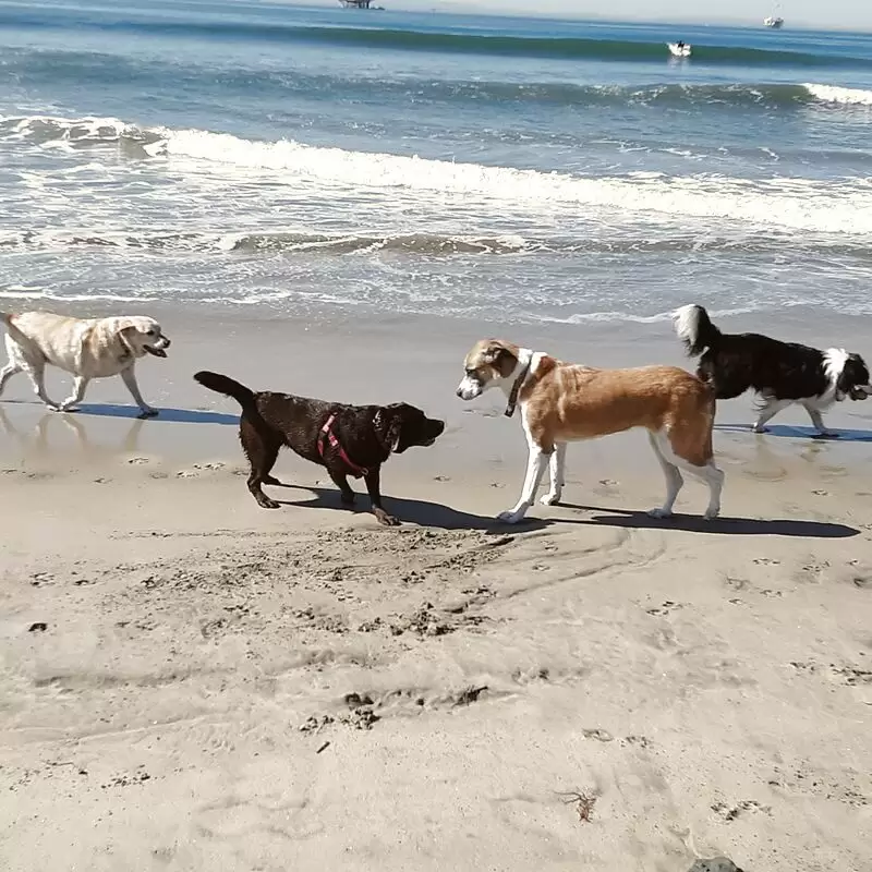 Dog Beach