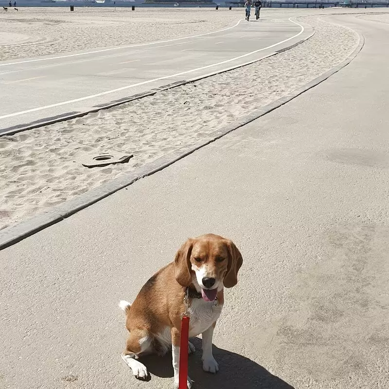 Rosie's Dog Beach