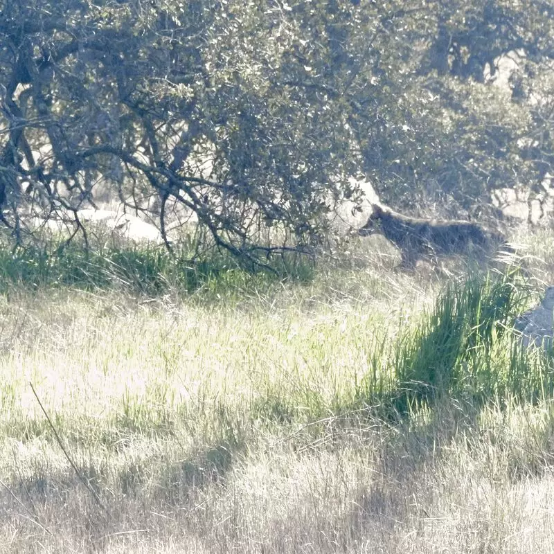 Santa Rosa Plateau Ecological Preserve