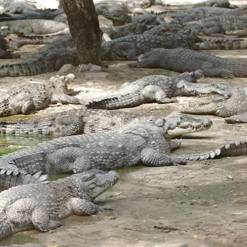 The Madras Crocodile Bank Trust and Centre for Herpetology