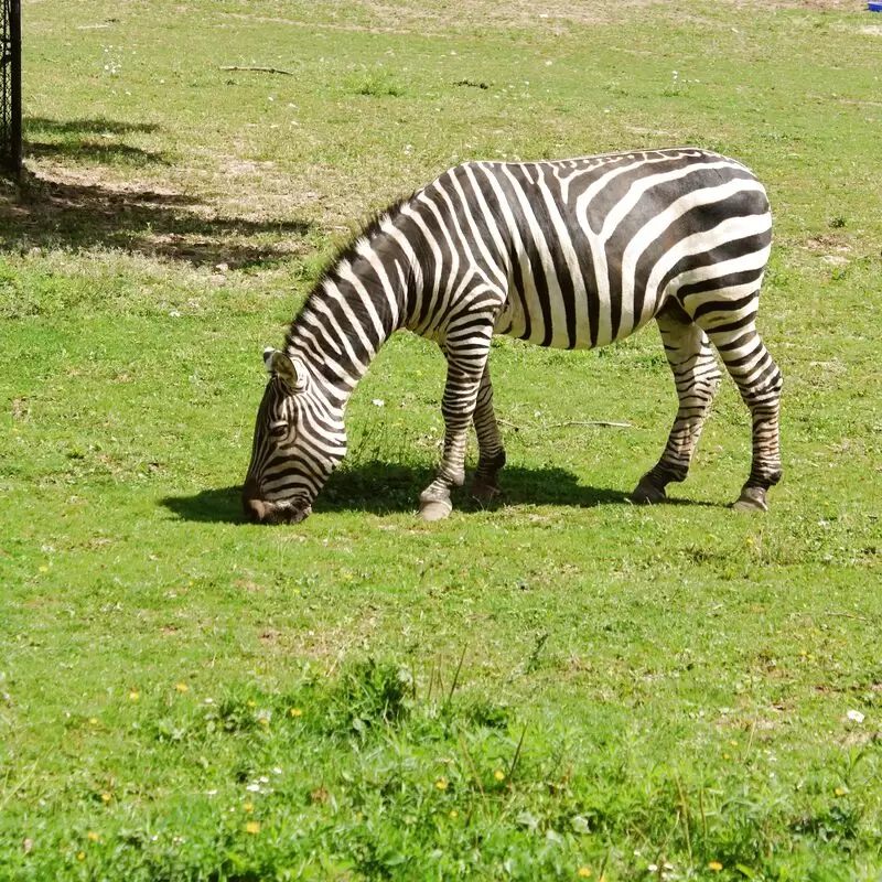 Magnetic Hill Zoo