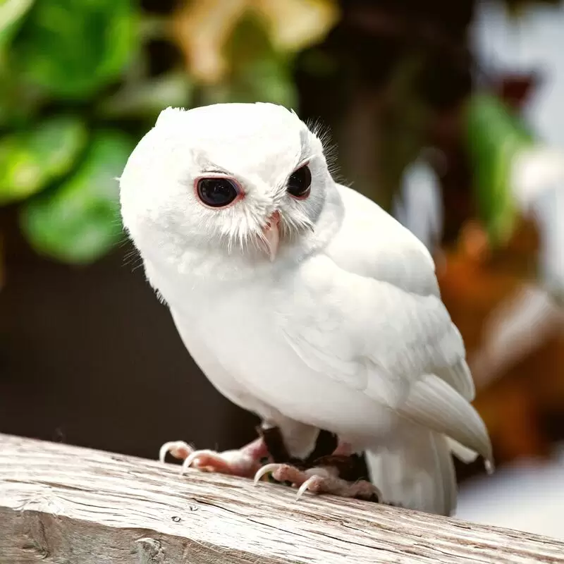 Peace River Wildlife Center