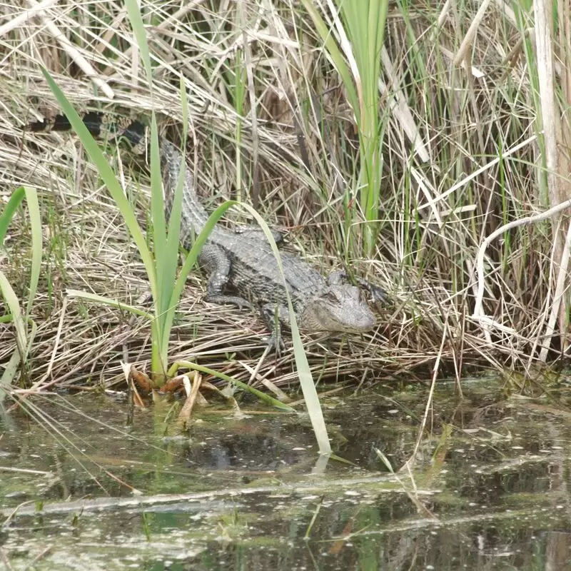 Sabine National Wildlife Refuge